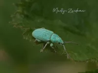 Snuitkevers [Curculionidae]